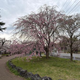 飯能中央公園の枝垂桜