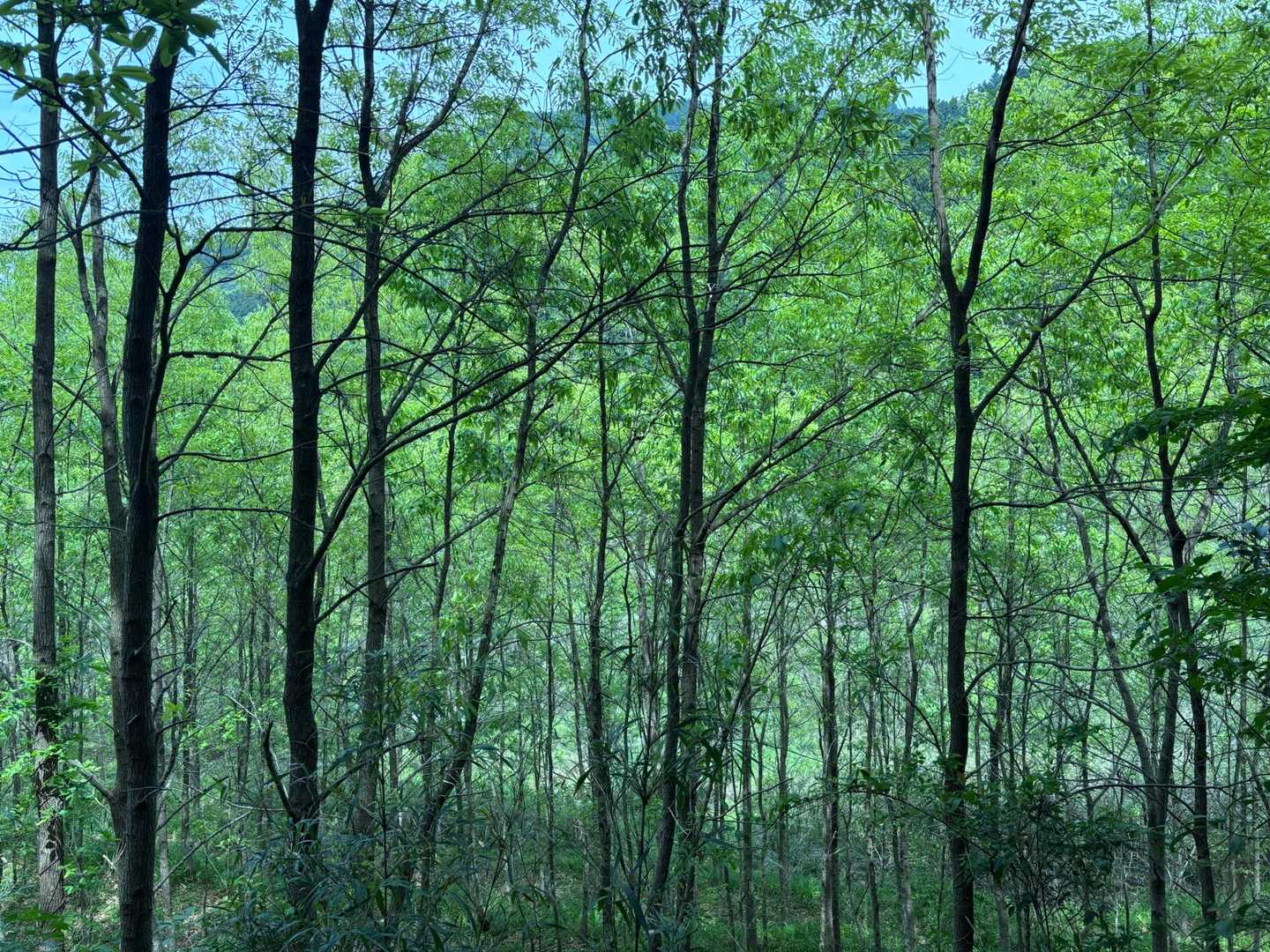 瑞梅寺登山口-井原山 往復コースの写真