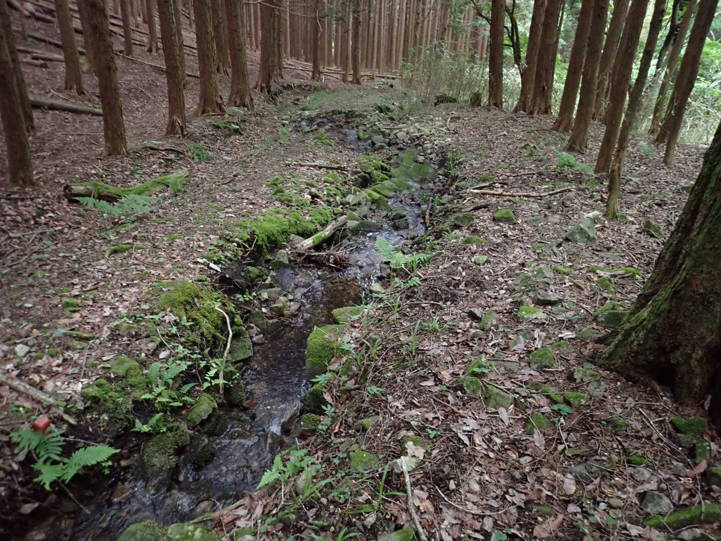 水の流れの横を歩く👣