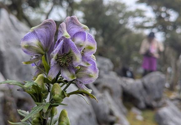 やまちゃん👨‍🦲｜大分県の登山記録 | YAMAP / ヤマップ