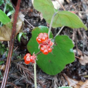 ２代目松平公の墓所行く道には、冬イチゴ🍓がたくさん