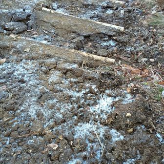 霜も降りていて明け方までは氷点下だったよう
もう少し下まで降りると泥濘になってきて歩きにくかった💦