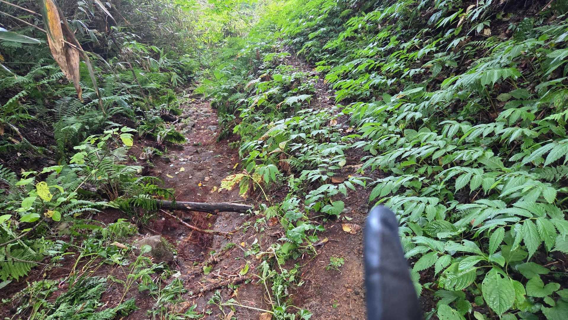 下の方に来たら分岐がわからん所多数(ここは右が正解)、途中ピンテトラップもあった気がするので注意⚠️