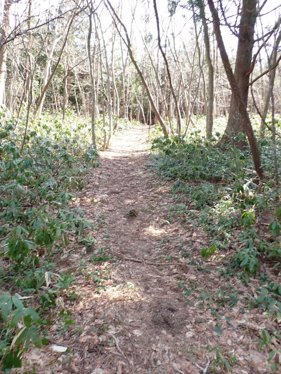 気持ちの良い登山道