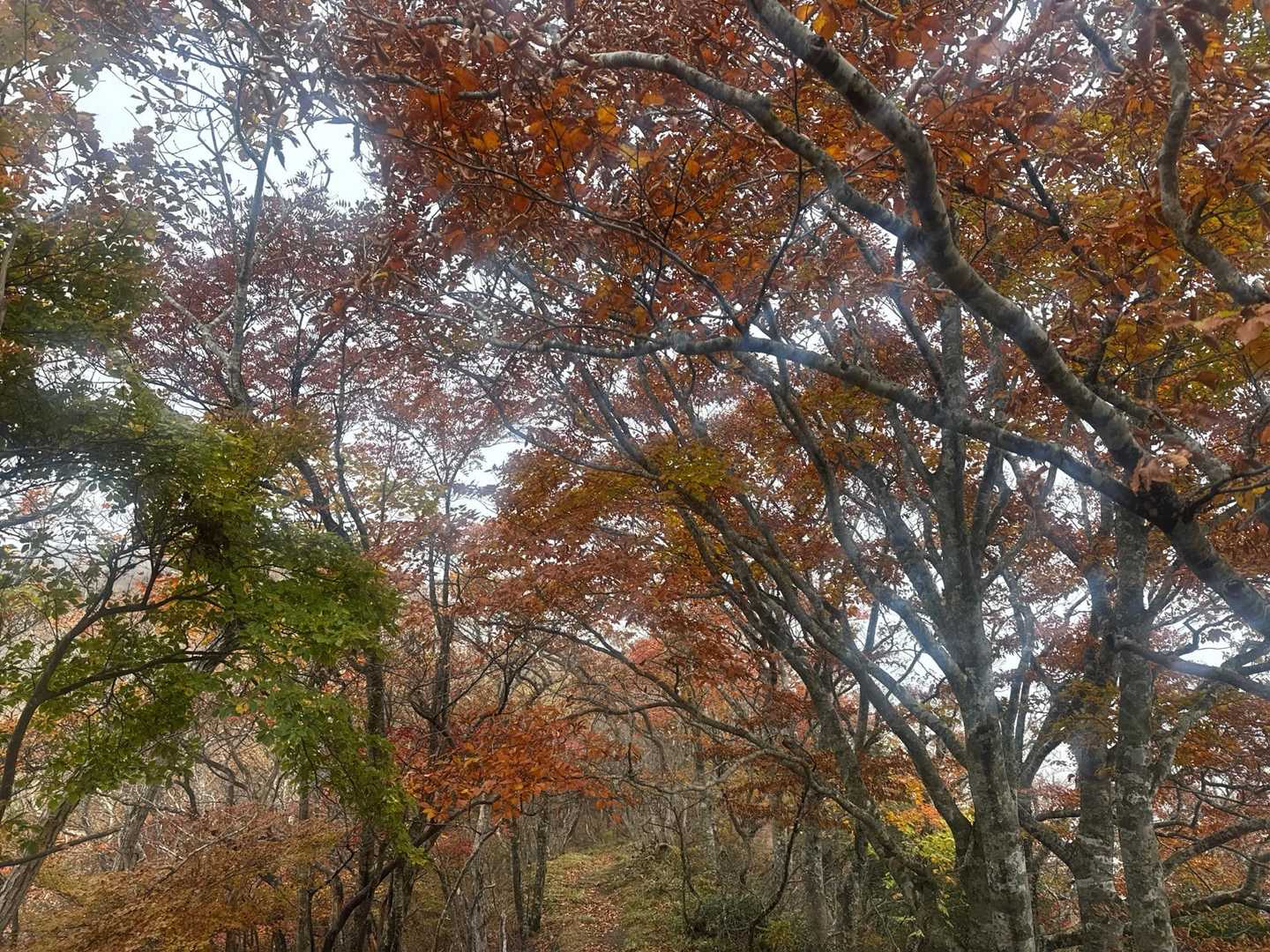 猿ヶ鼻-甲子山 往復コースの写真