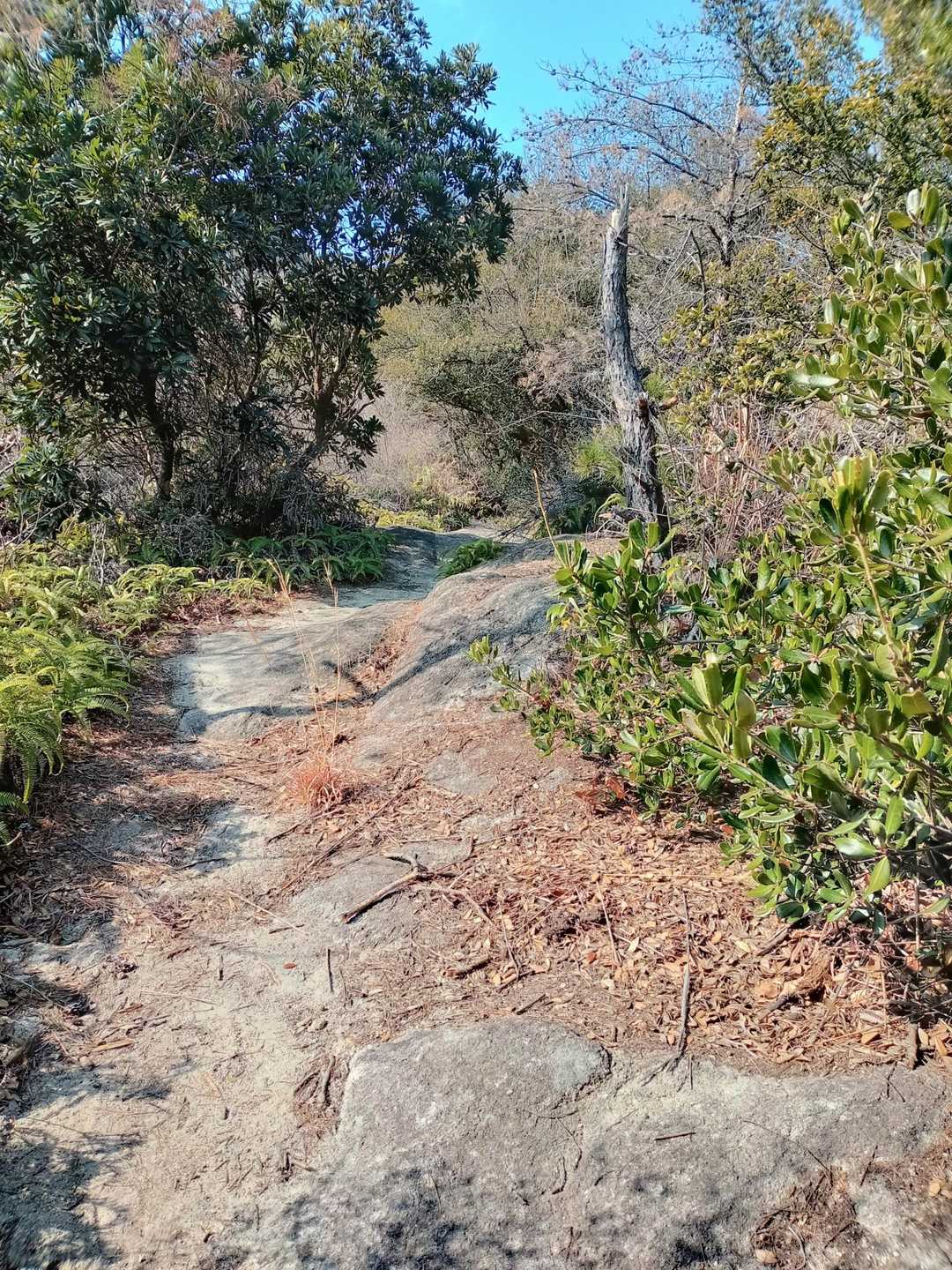 王頭山登山口からアスファルトの道を登っていくと徐々に岩が現れる登山道に変わります😊
ほぼずっと登りだけど所々で見える景色は､しま山特有の絶景です✨