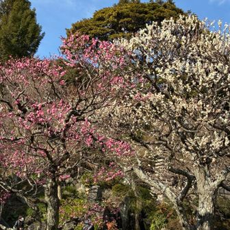 紅白梅 思ったより開花 綺麗でした
枝垂れ梅は咲き始めたところです