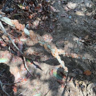 道を塞がれた！