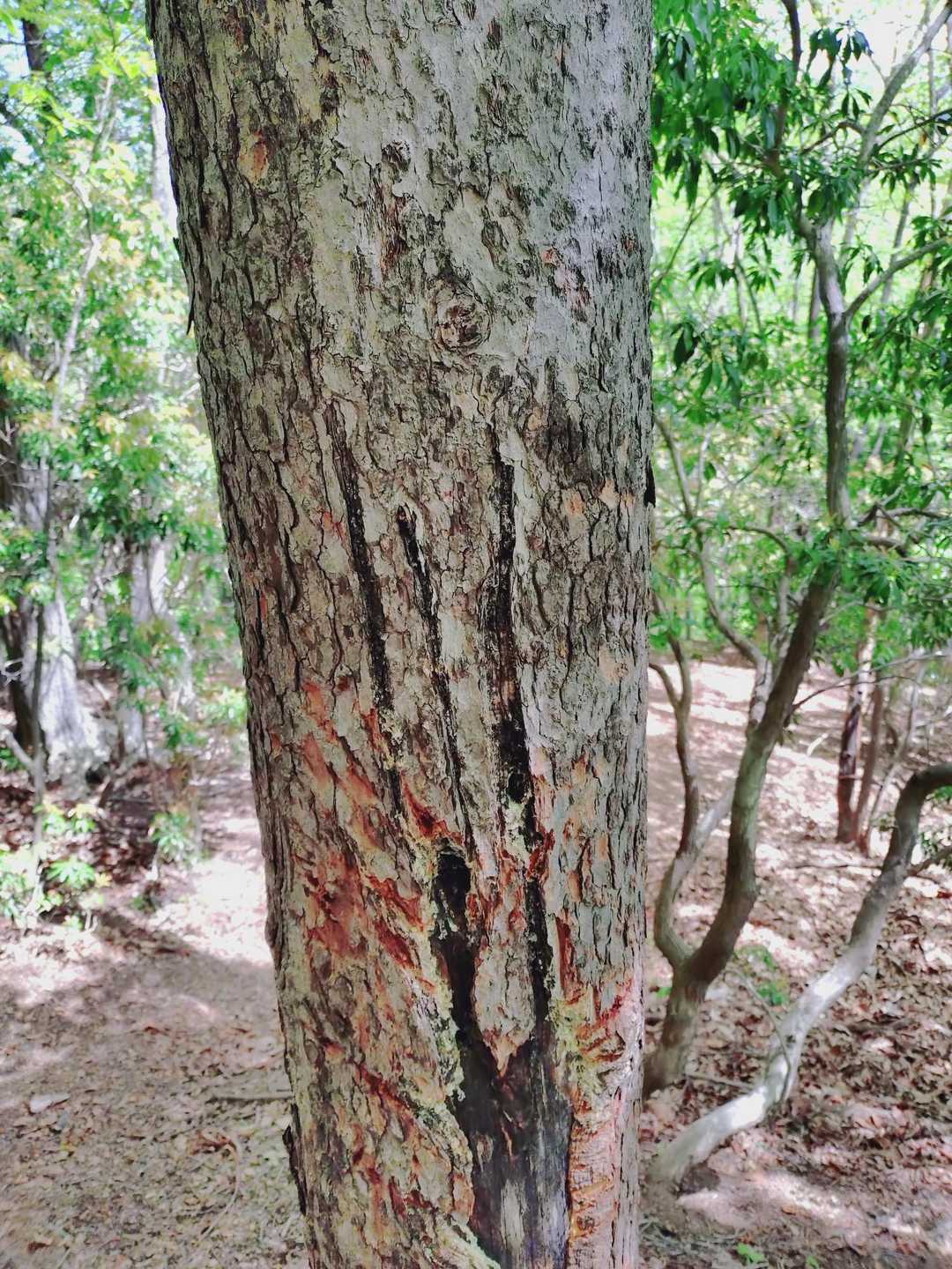熊だよね😱
こんな跡が多数あった