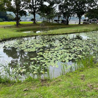 やはりこの池は綺麗です。
