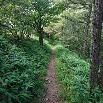 歩きやすい道でした。