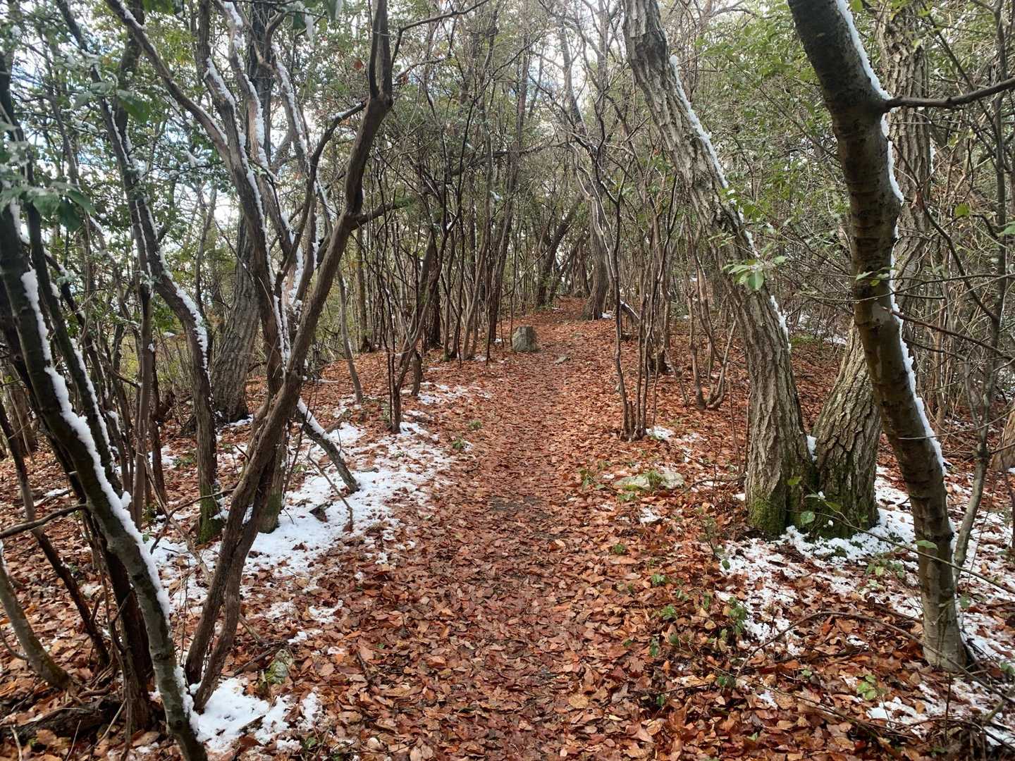 気持ちよい登山道を歩くと🚶‍♂️