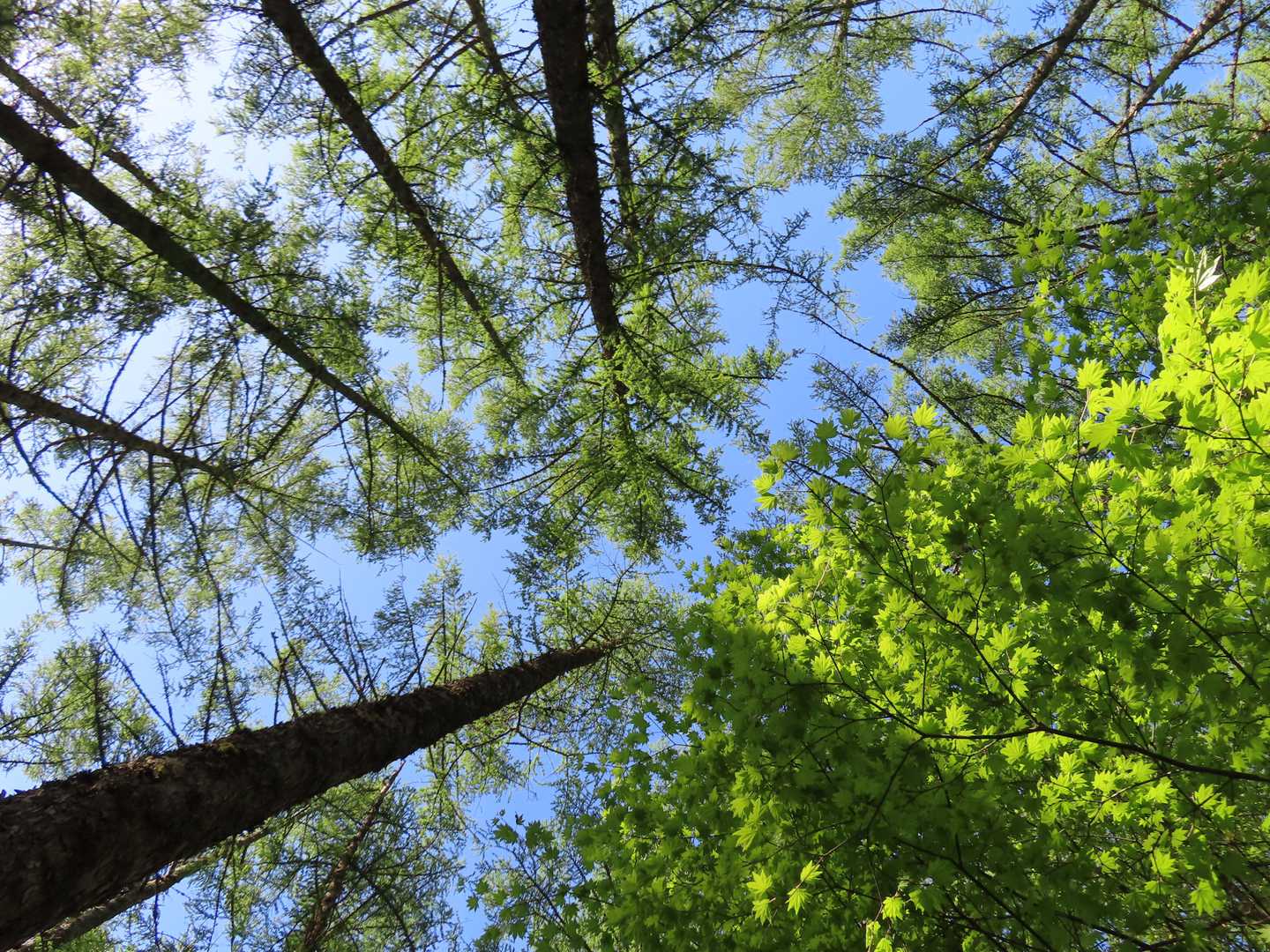 針葉樹の森🌲