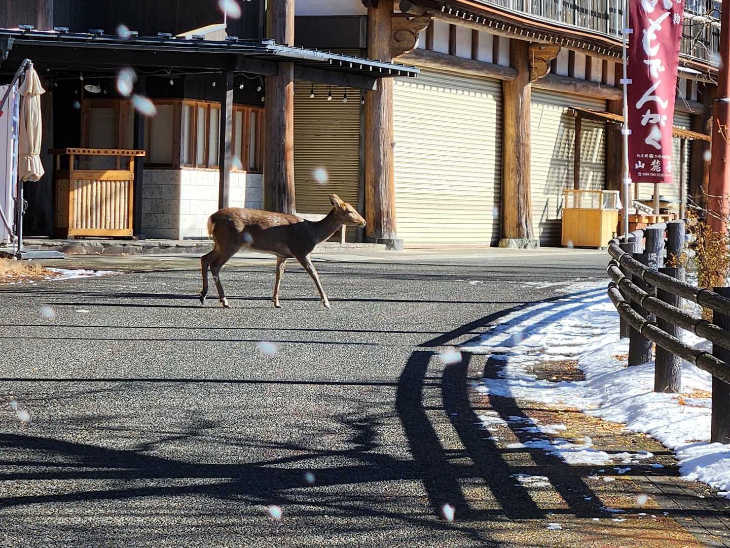 3頭いた
かわいい！