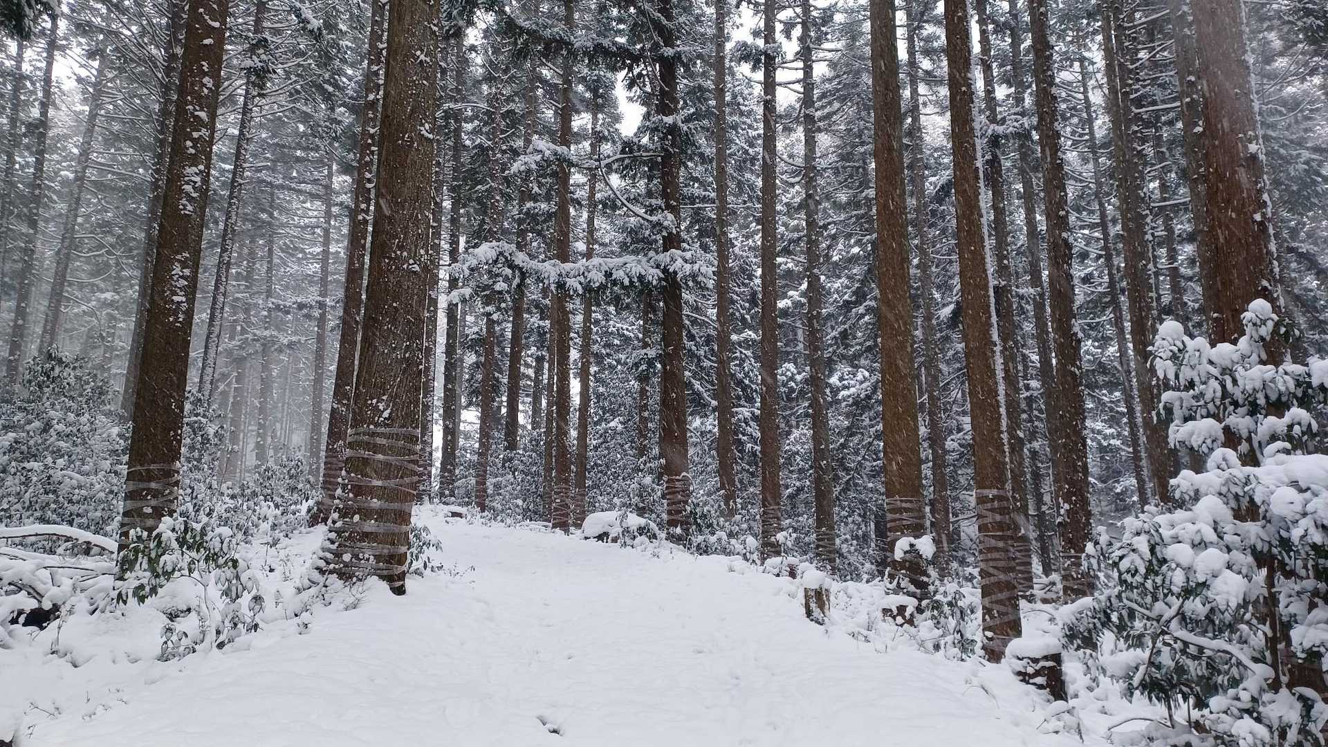 登山口あたり。真っ白❄️