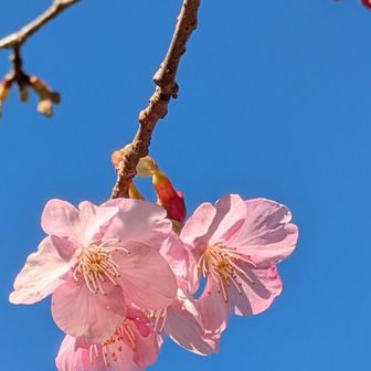 咲き始めの🌸は
淡いピンクですね.
