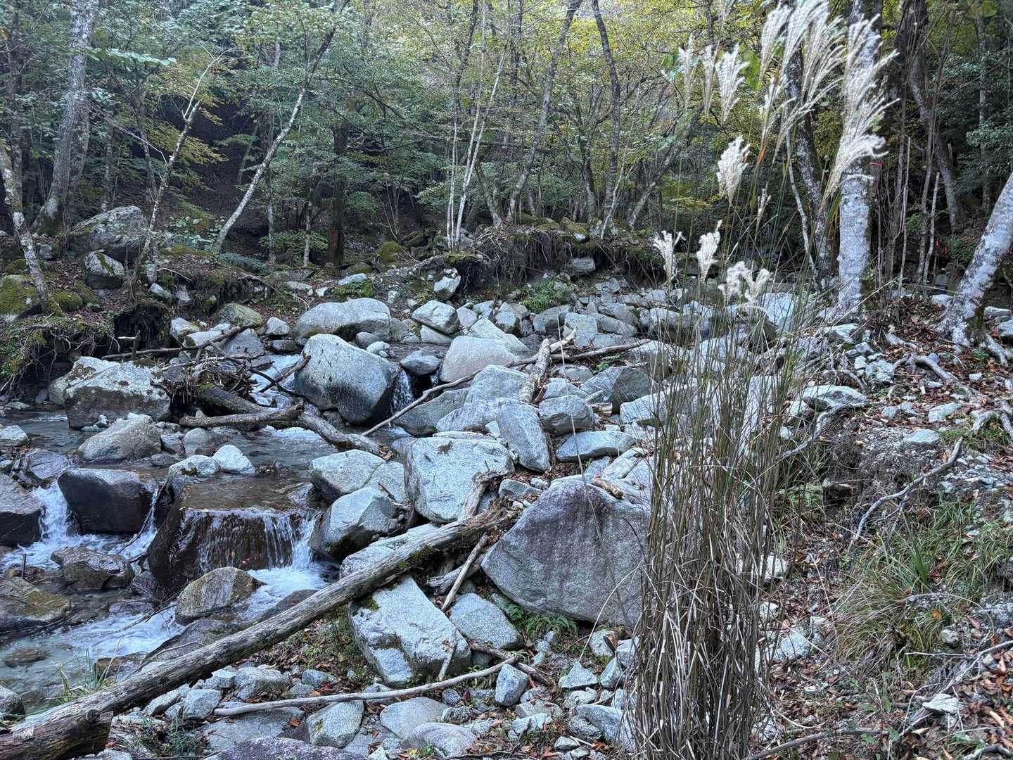 飛び石渡れなくてドボンした所
行きは渡れたのに、帰りはどこ渡ったのかわからず
水増えた？