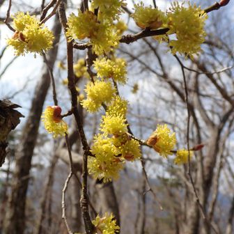 ダンコウバイが美しく咲いていました🤗