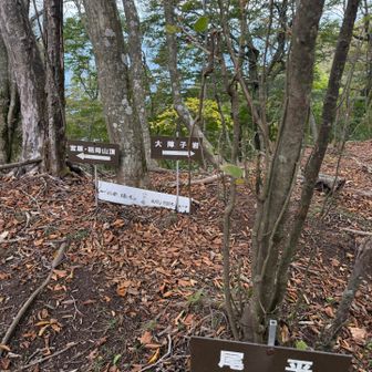 さぁ、八丁越から愛山新道を降ります💪