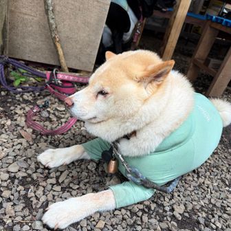 マロン
