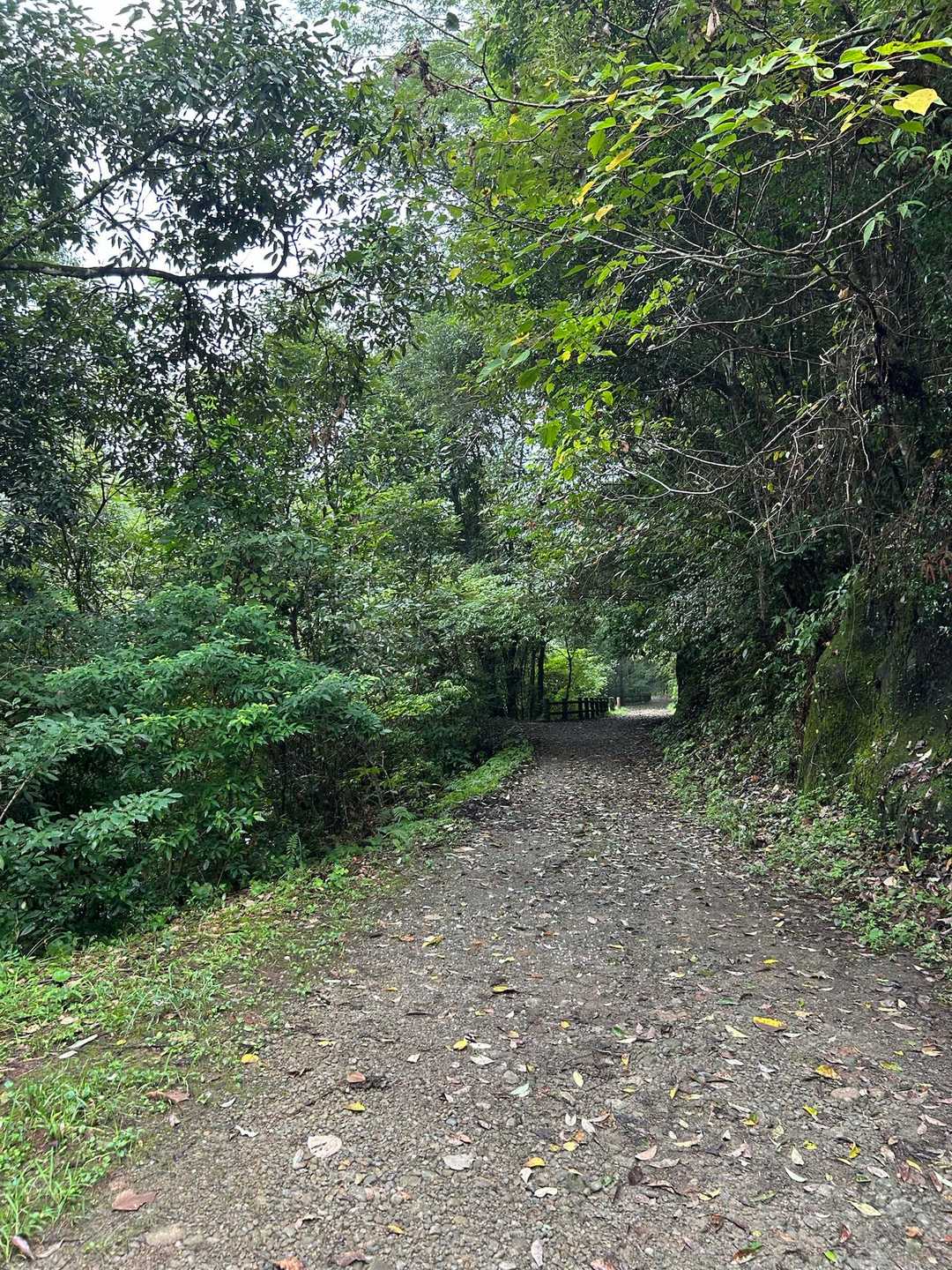 渓谷の道🚶‍♀️