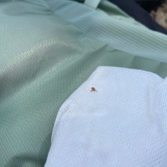 えっ?ワンコについていたこれは