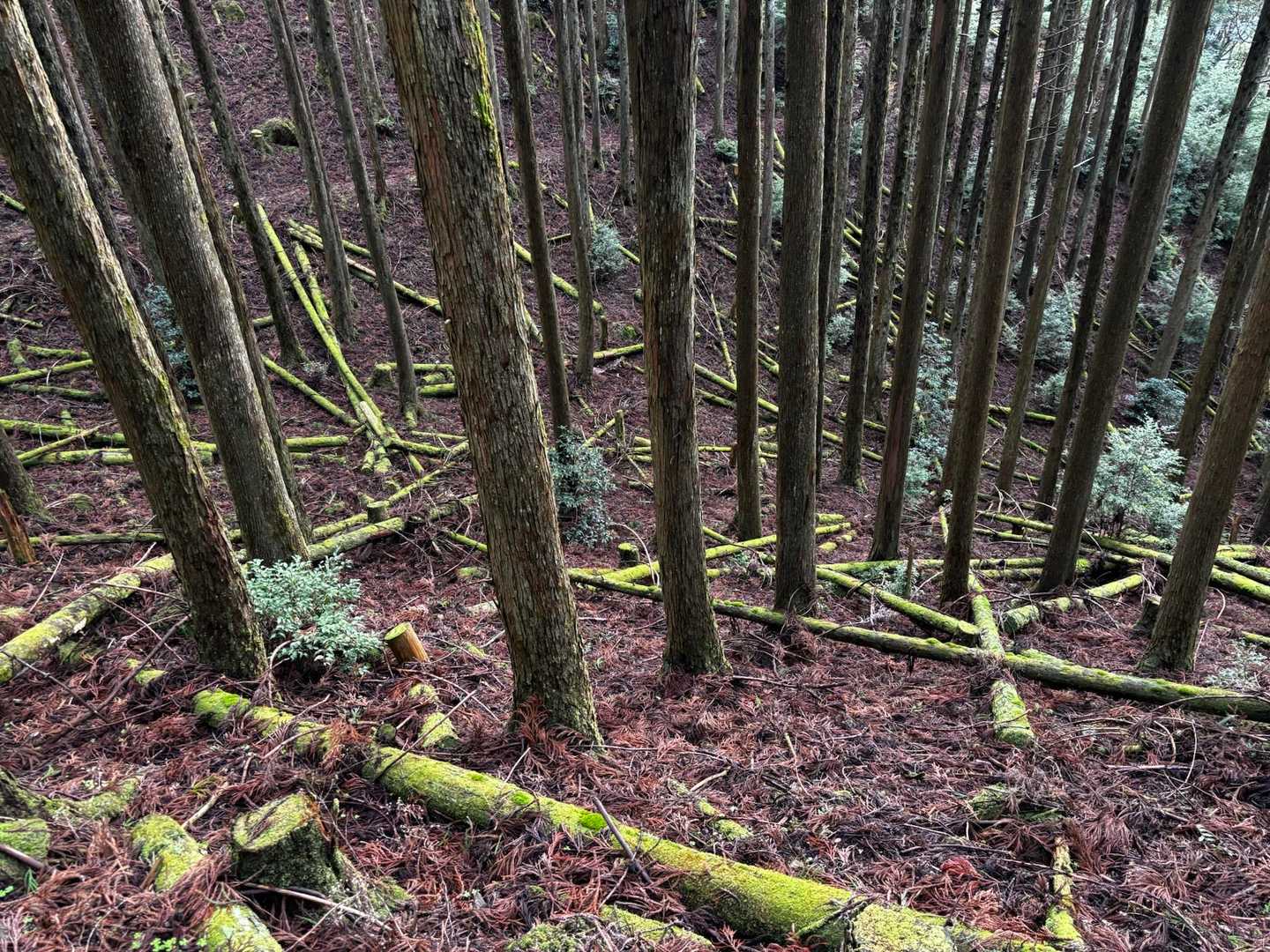 倒木の苔むしたグリーンが綺麗