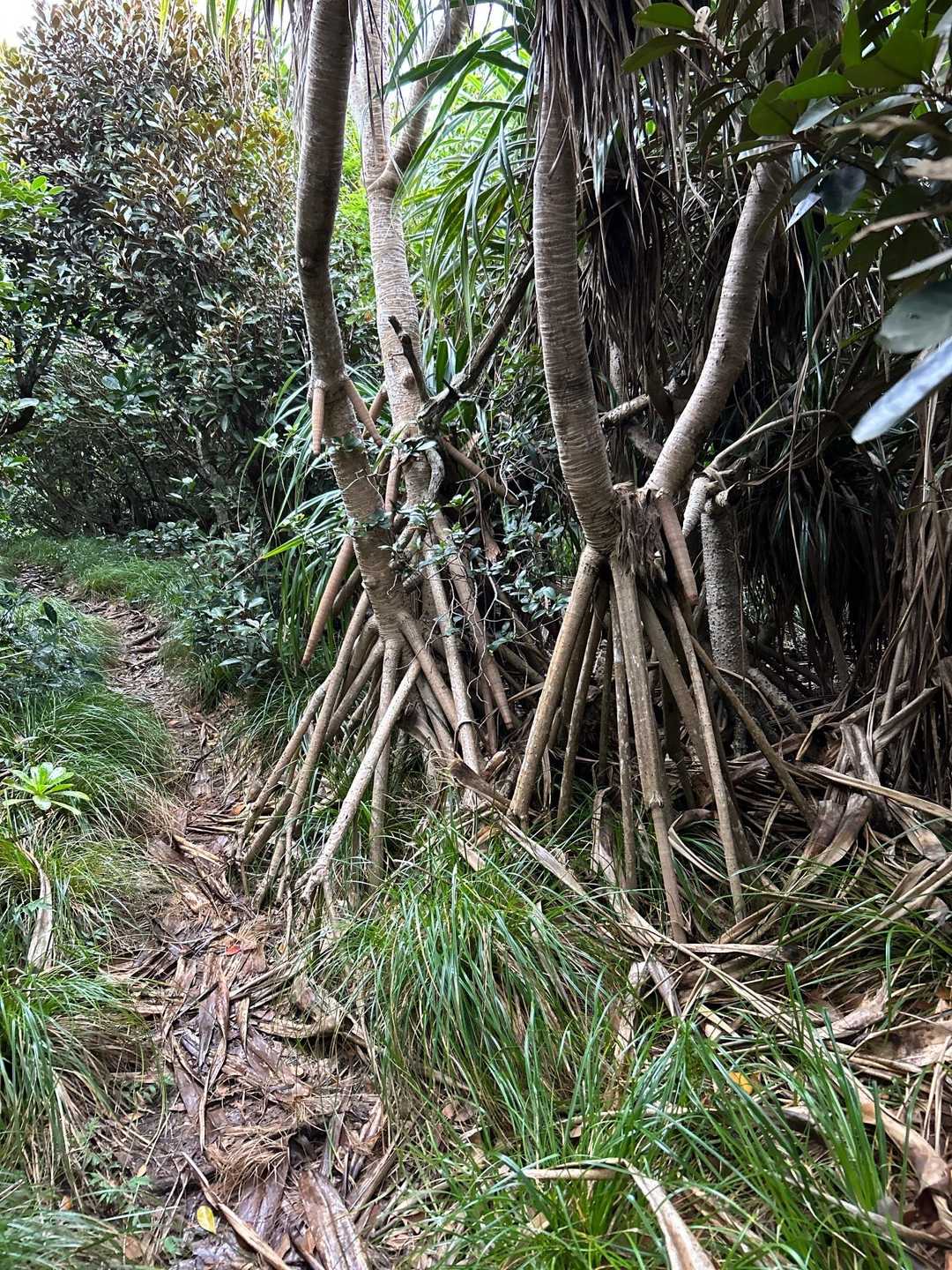 南崎遊歩道入口-小富士 往復コースの写真