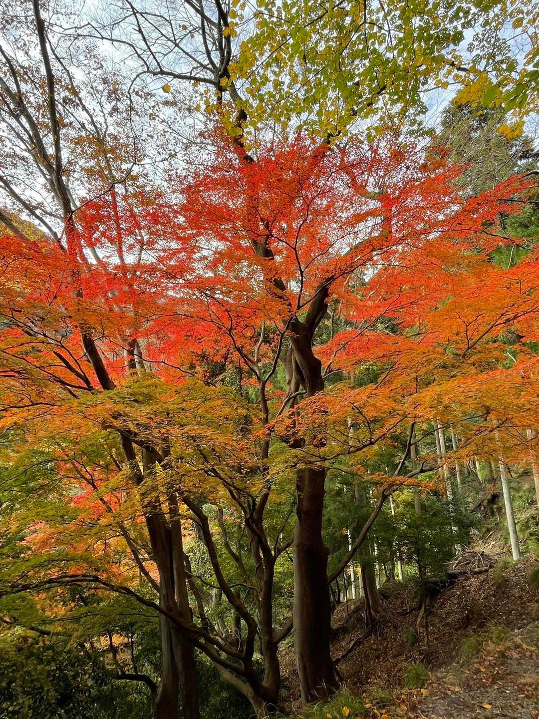 駐車場へ向かう道路がすでに紅葉🍁で美しかったので、もう今が最高のシーズンでしょう！