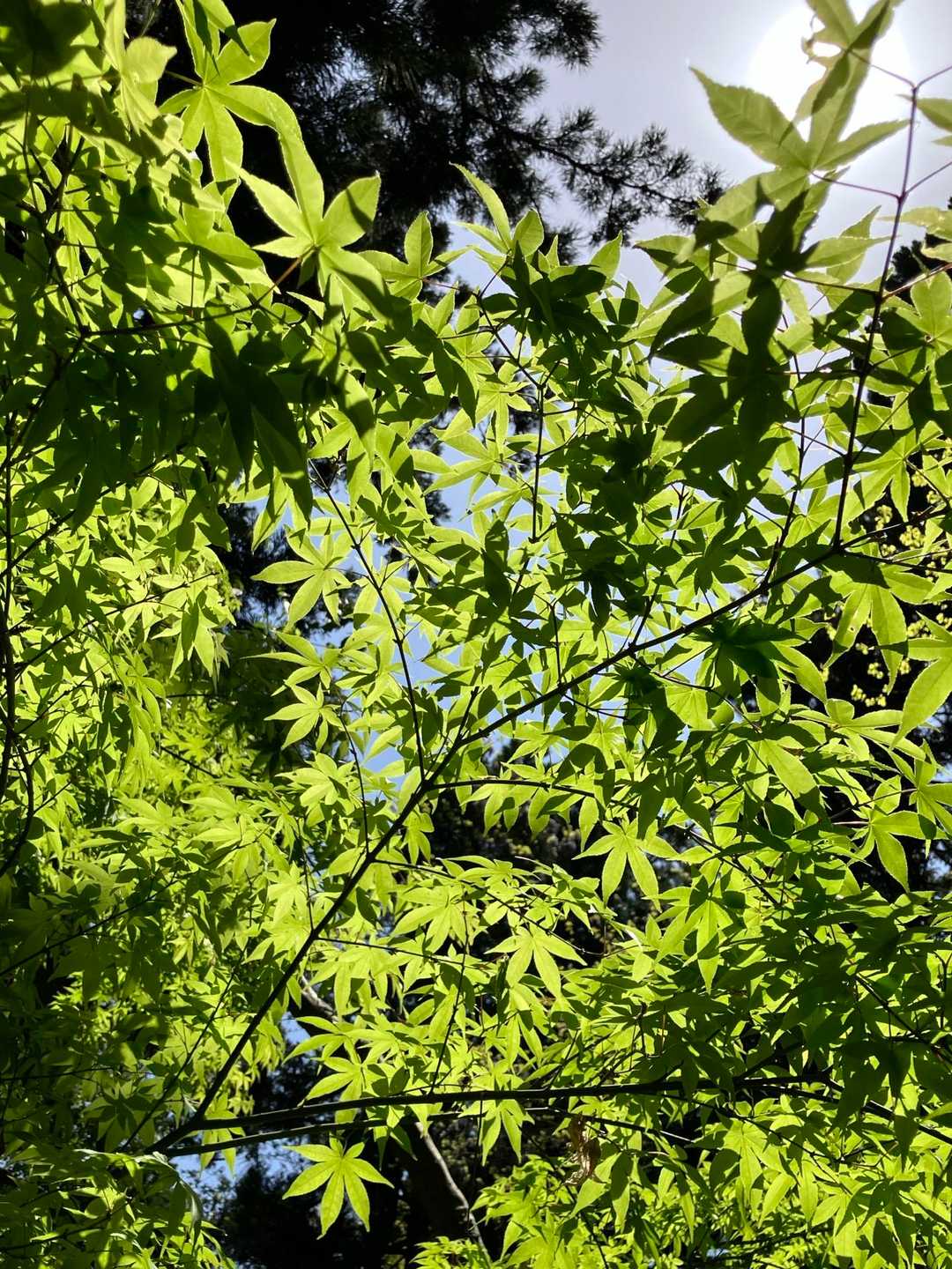 もみじの新緑がきれいです🍁
