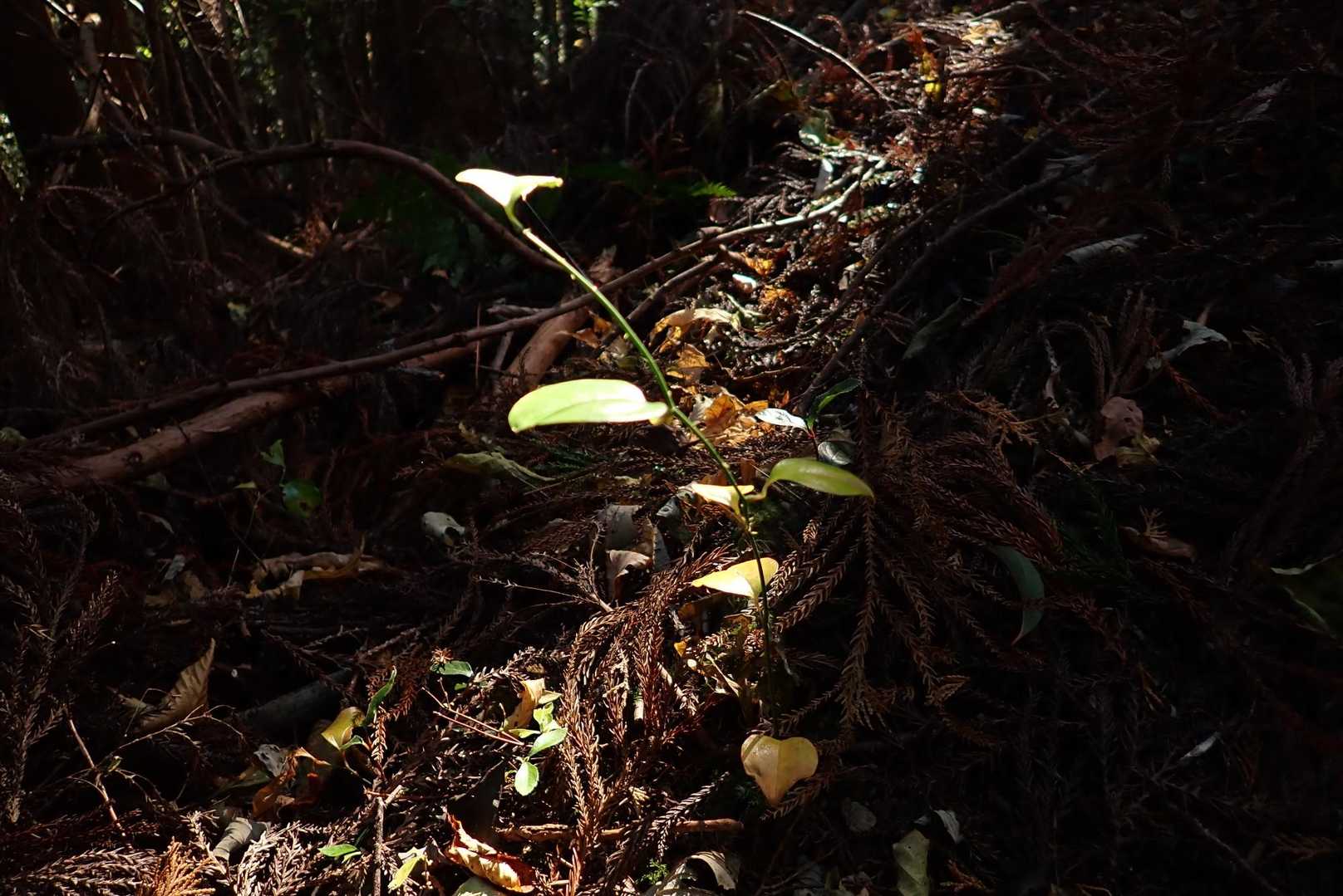 暗い所でスポットライトを浴びてる植物✨😙