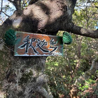 急に釈迦岳。