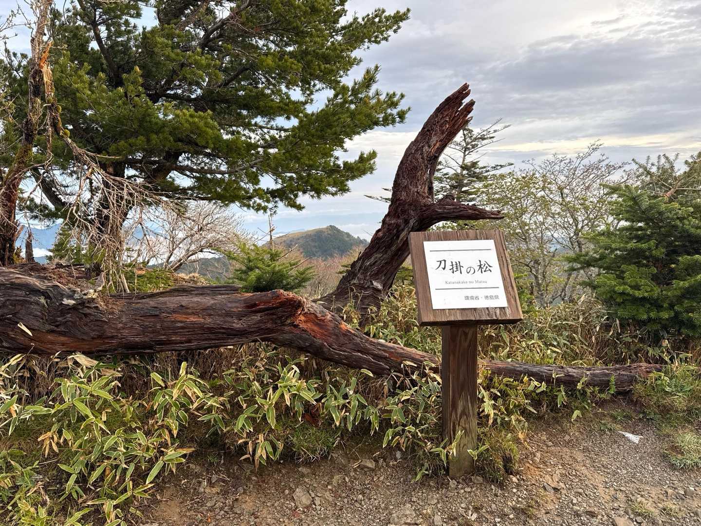 刀掛けの松。剣山だからね