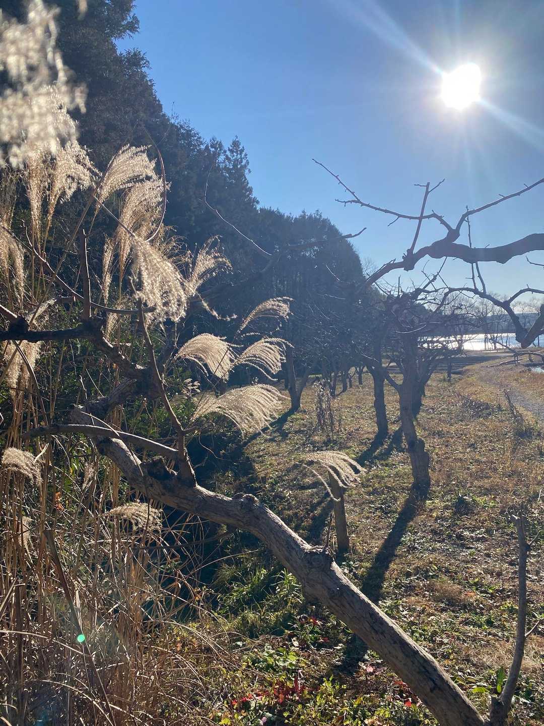 万灯山 往復コースの写真