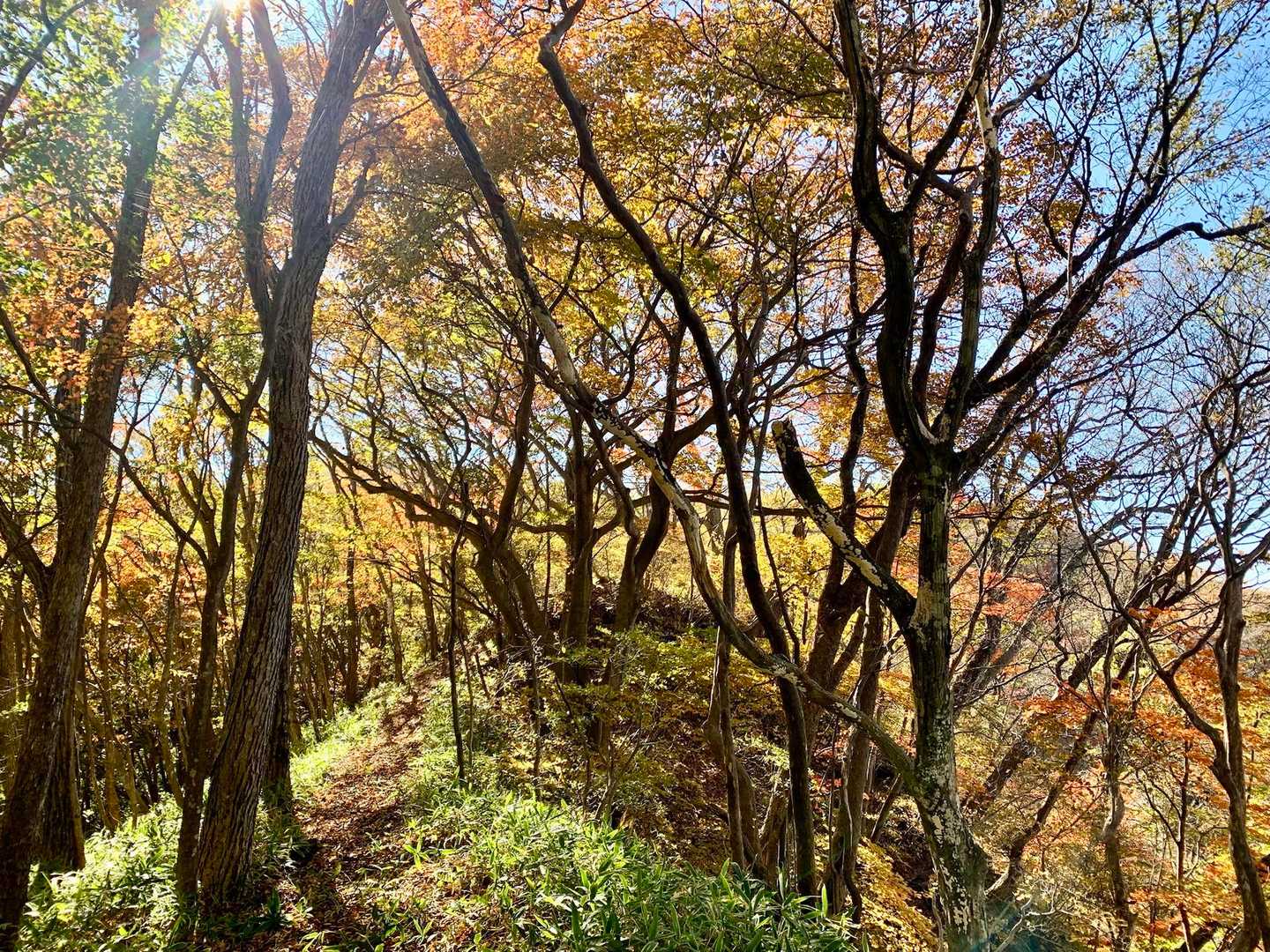 王城山神社-王城山-王城山神社奥宮-赤岩峠-高間山 往復コースの写真