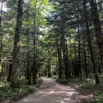 とにかく長い😑

暇なので、すれ違う人が「登山者」か「観光客」か
当てるぜゲーム🎯👏をすることにした😆

明らかな観光客(めっちゃヒラヒラな服着た女性👗)の方からコンニチワーと挨拶され、動揺🫨
ゲーム中止😑✋