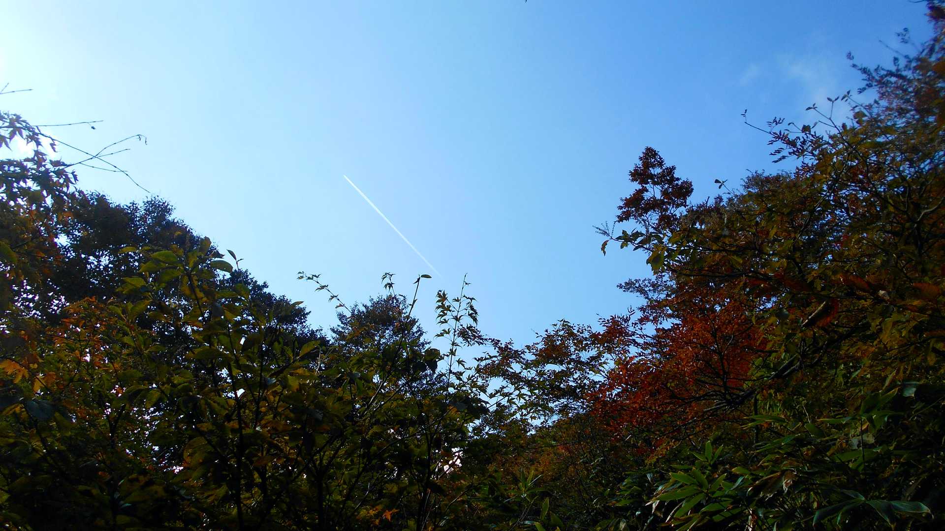 見上げると飛行機
#ハー