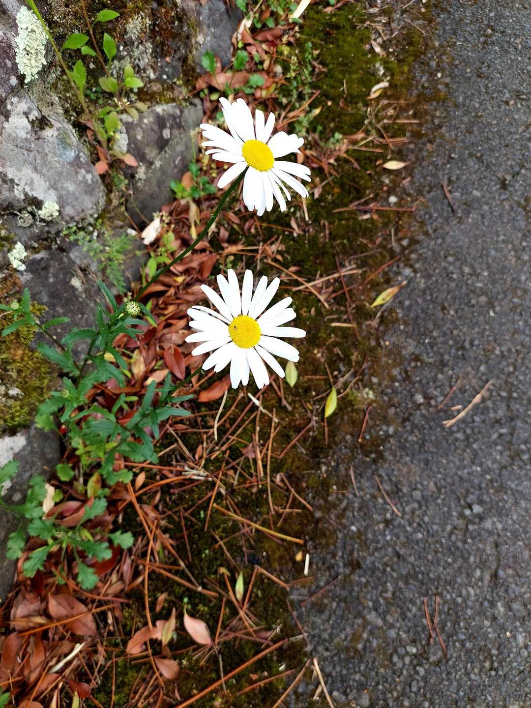路地のマーガレットがお出迎え🏵️