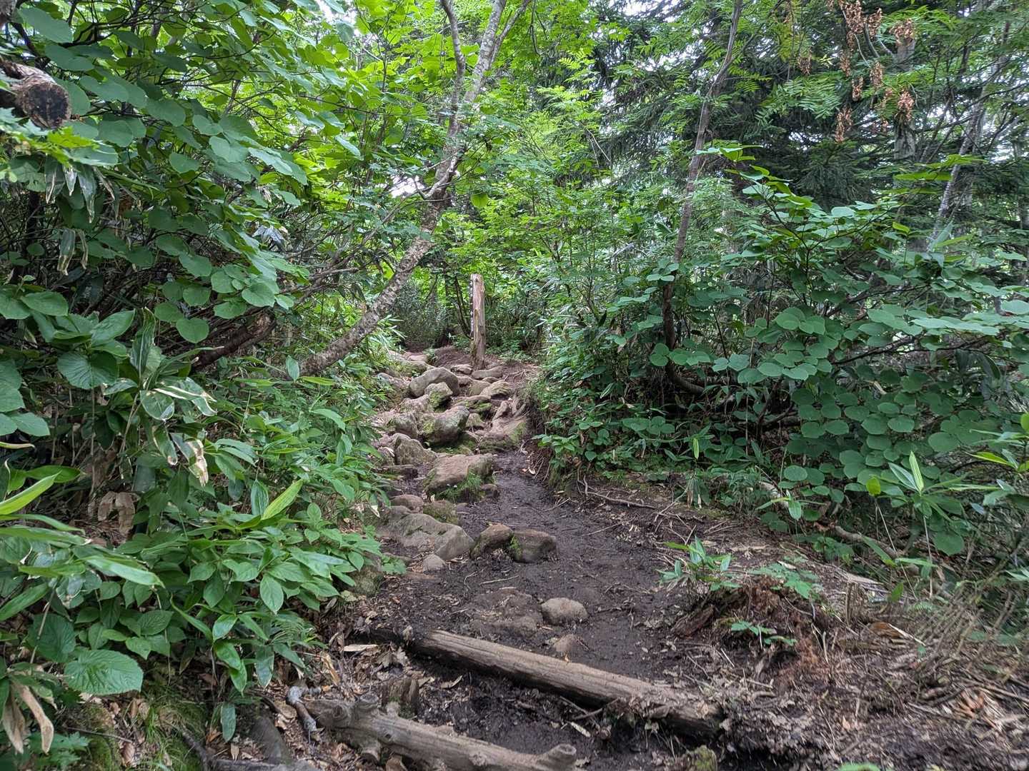 序盤は 景色は見えない樹林帯