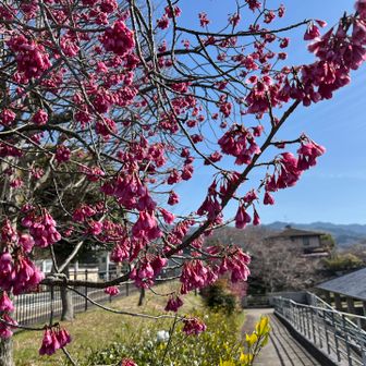 桜井図書館の寒緋桜