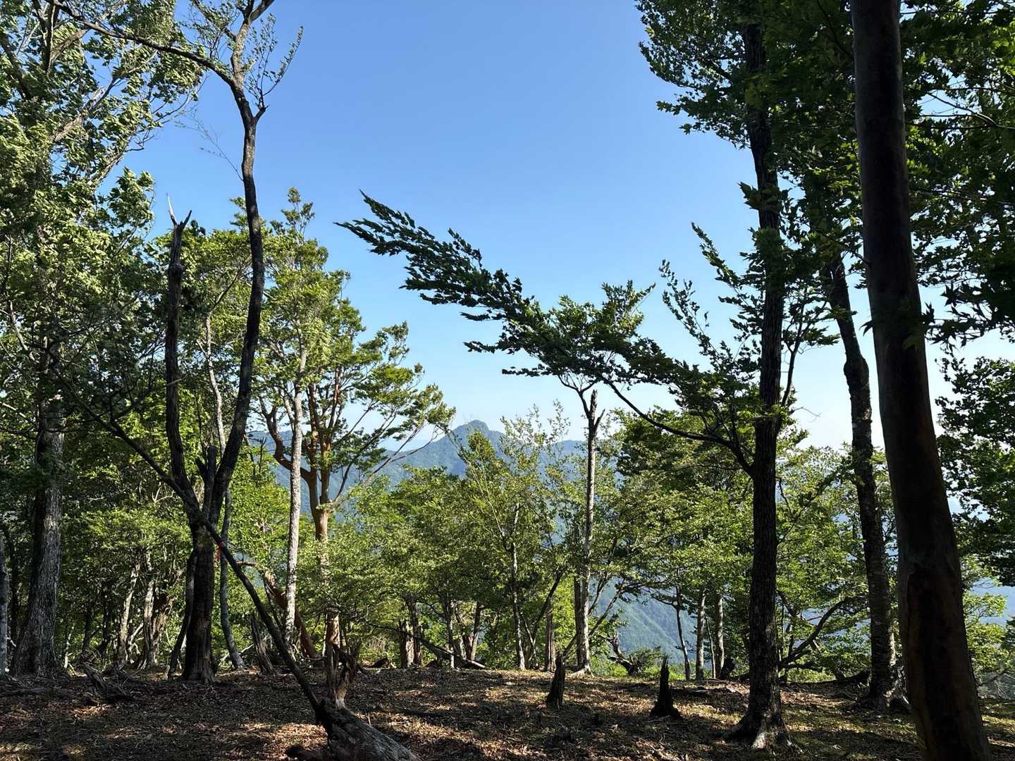 ブナ広場