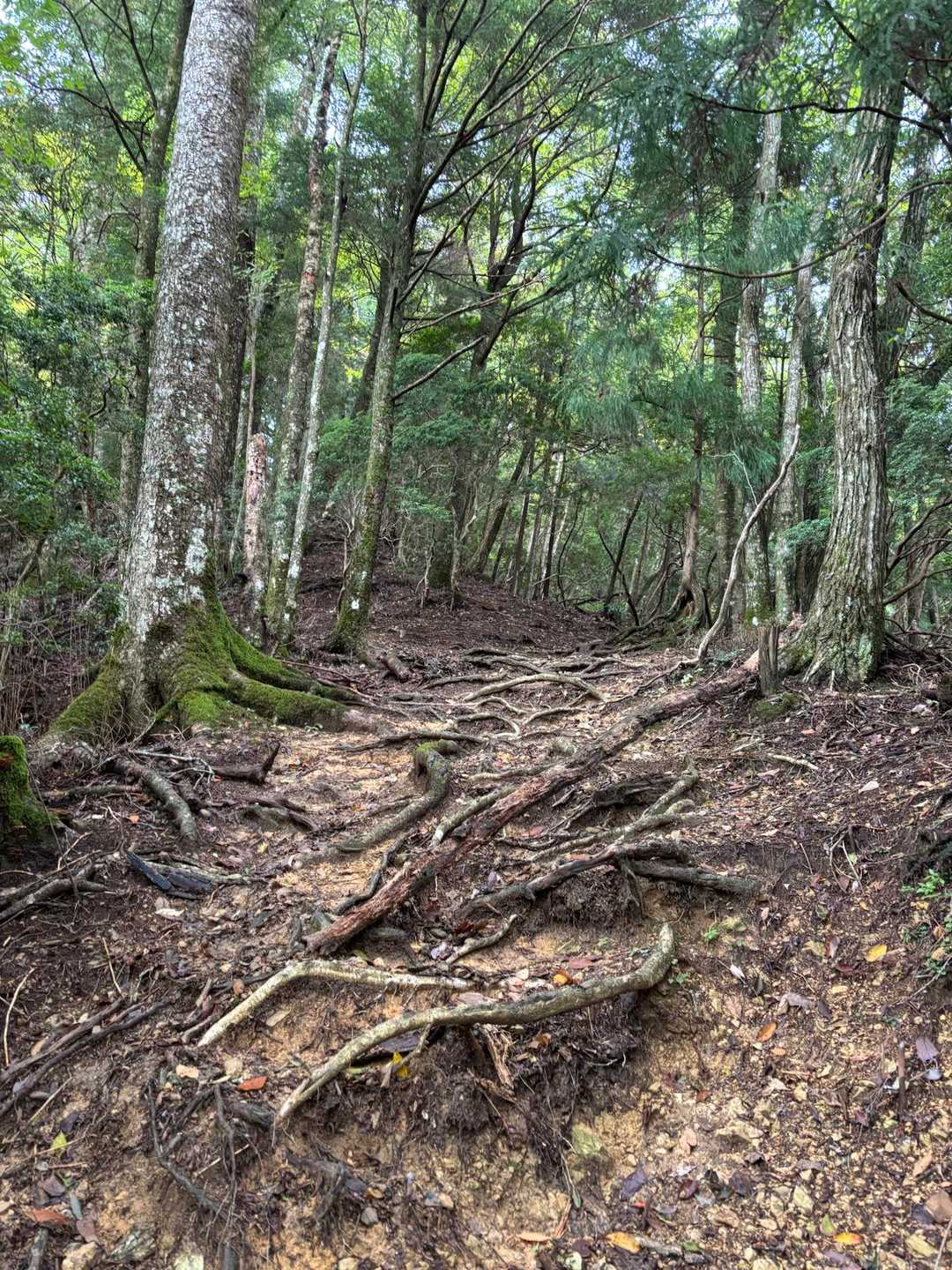 女人道巡り・高野三山巡り②の写真