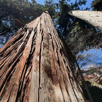 幸いにも難を免れた杉の巨木