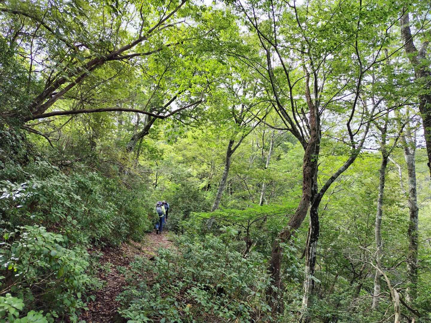 長老ヶ岳 往復コースの写真