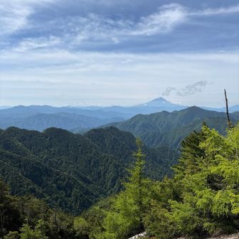 甲武信ヶ岳手前のナギ擬き