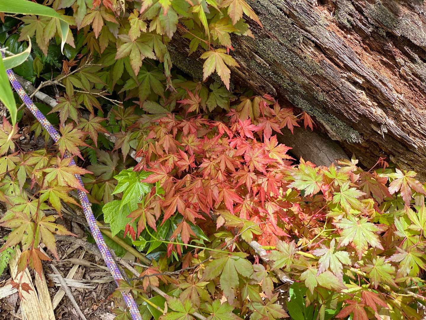 すでに紅葉🍁？