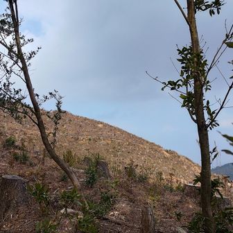 伐採されてるので寒い