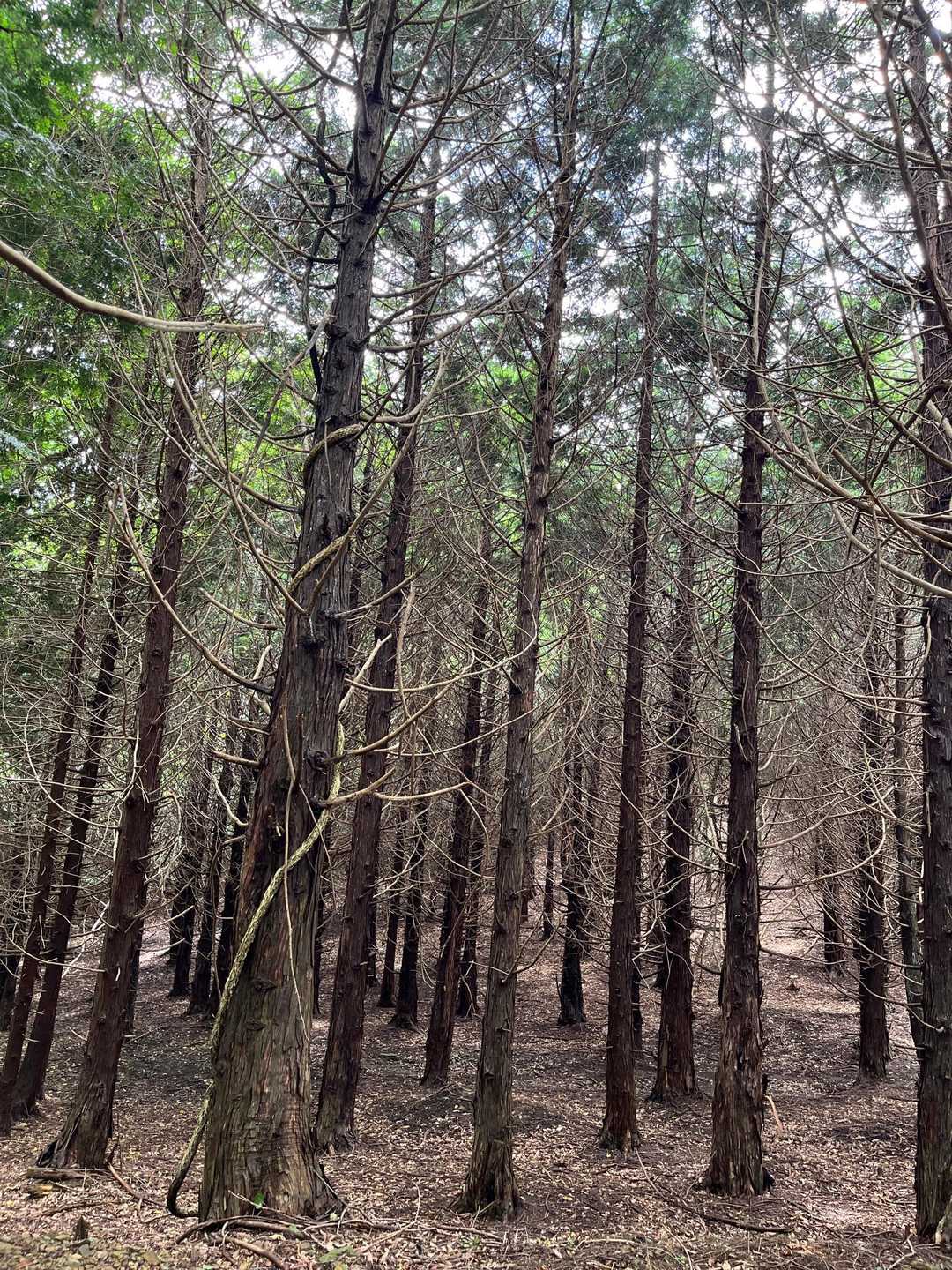 硯上山 往復コースの写真