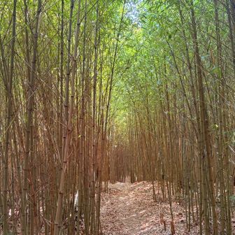 ステキな竹林✨