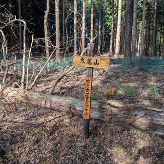 太尾山の山頂標。ピークらしくないので、うっかり通り過ぎるところでした。